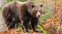 Navadni medved (rjavi medved)